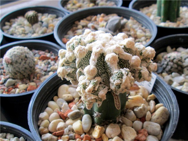 Astrophytum Myriostigma Fukuryu 