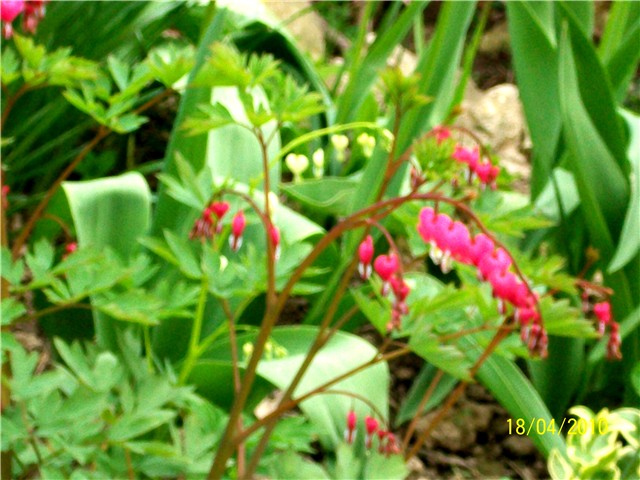 srdašca-%20lat.%20Dicentra