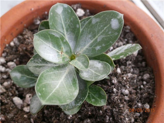 adenium mini size