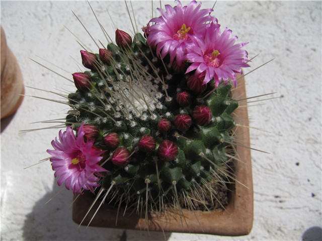 Mammillaria spinosissima „Un Pico“ 1