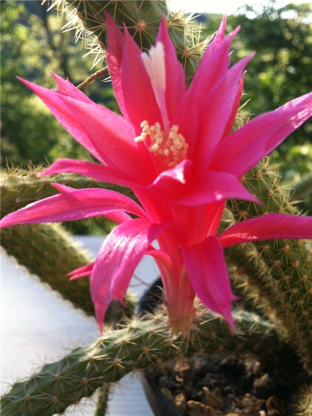 aporocactus