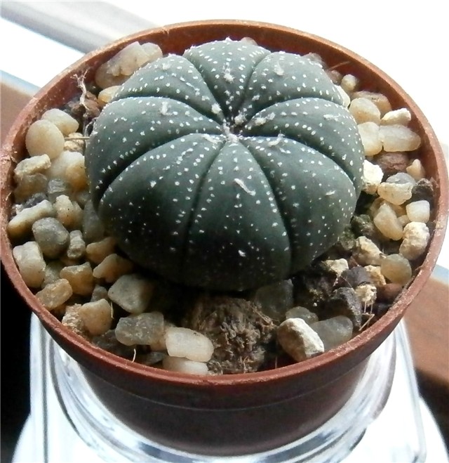 astrophytum