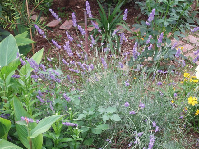 lavanda