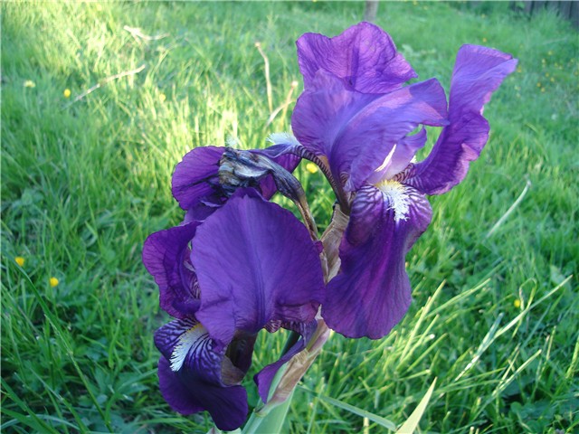 perunika