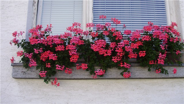 pelargonije