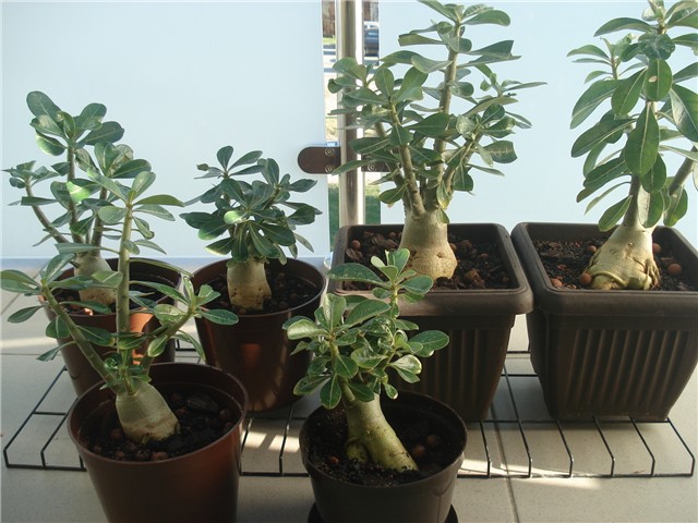 adenium 1 g