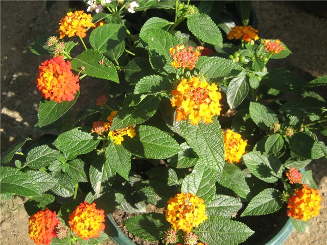 Lantana