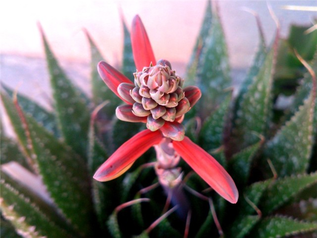 Aloa vera