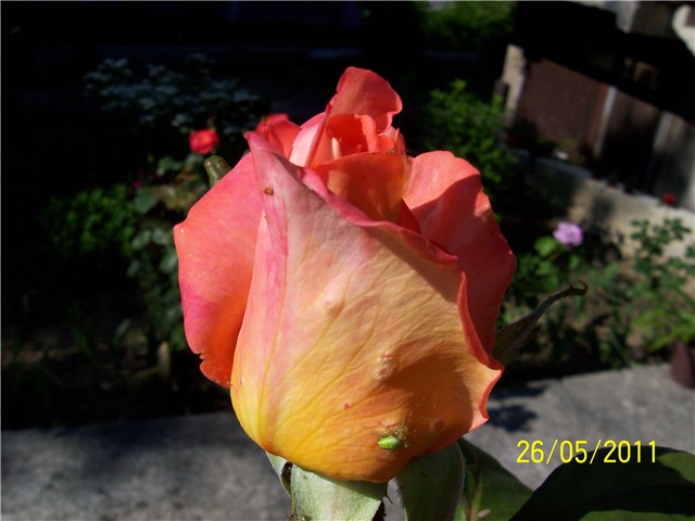 Ruža žuto crvena