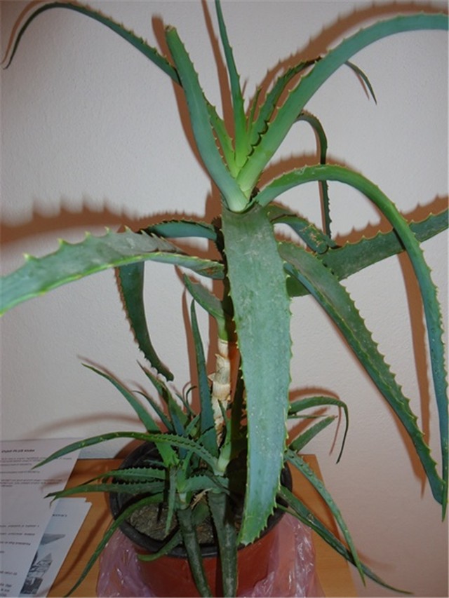 aloe 2