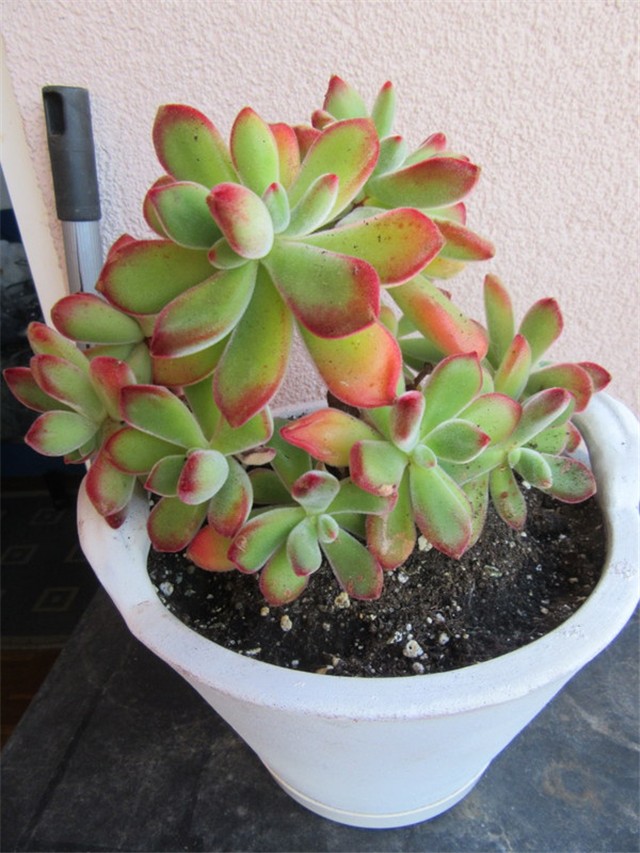 echeveria ruby