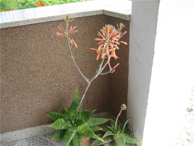 Cvijet aloe