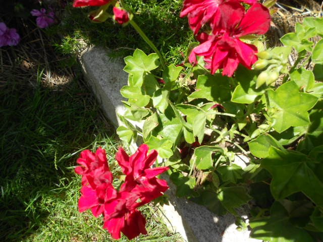 crvena pelargonija