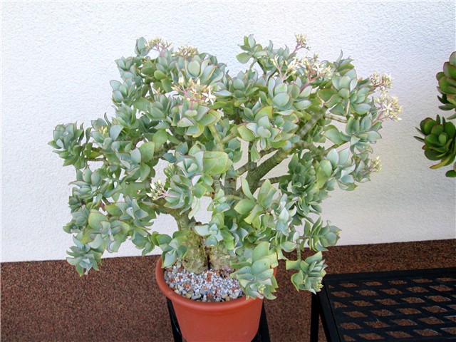 Crassula arborescens undulatifolia