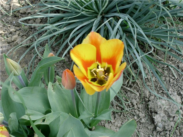  tulipan
