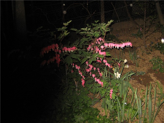 Srčeko (DicentrA)