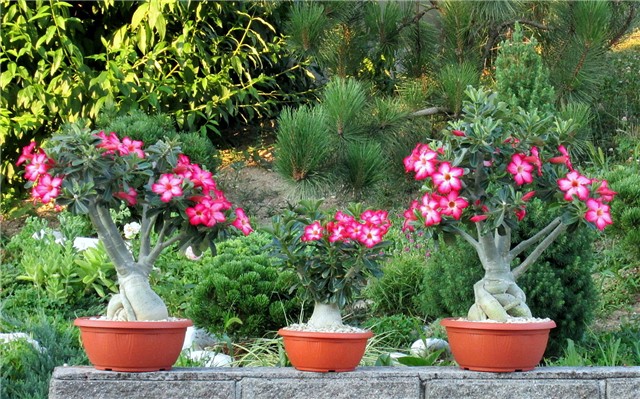 Adenium obesum