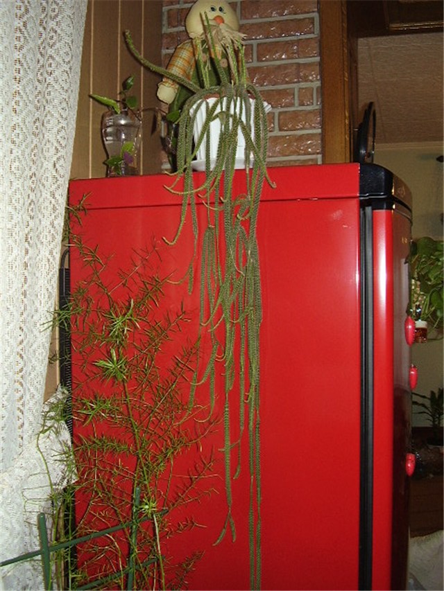Aporokaktus
