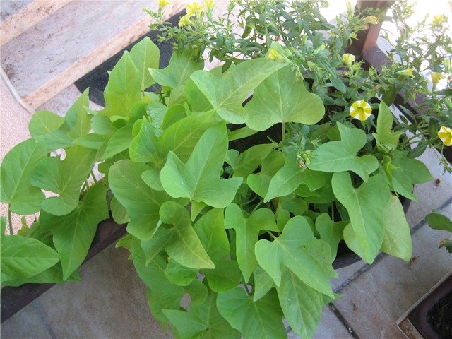 Kombinacija surfinija-ukrasni batat