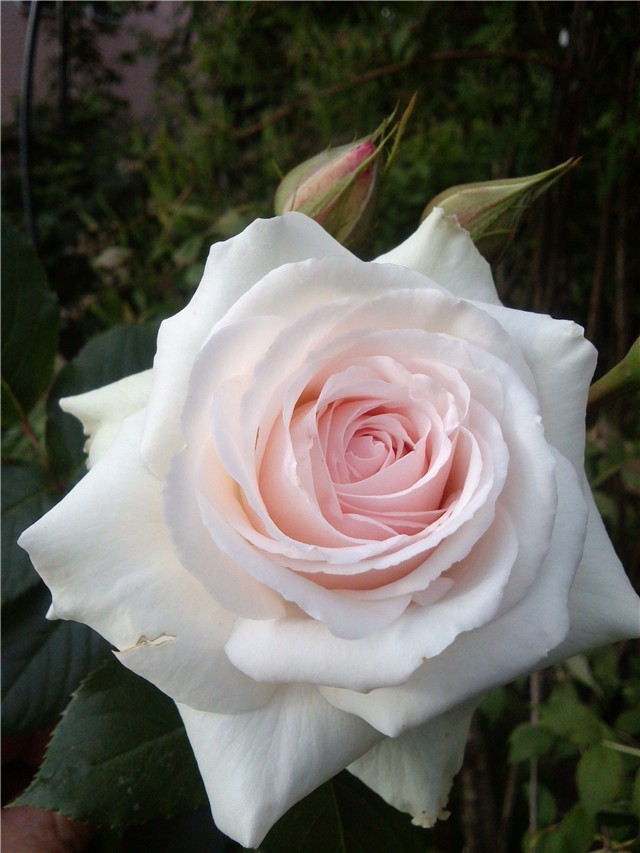 rosa Aorangi