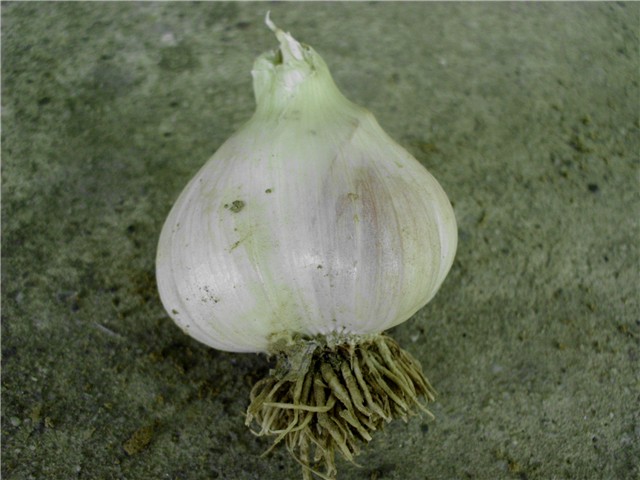 češnjak6