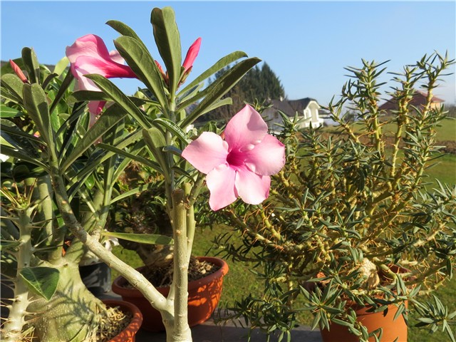 Adenium swazicum 