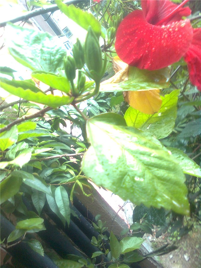 hibiskus i pupoljci