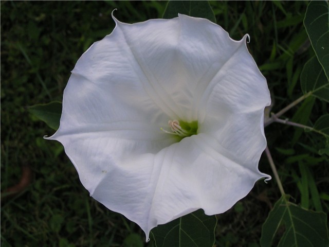 datura