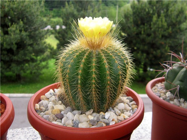 Notocactus warasii 