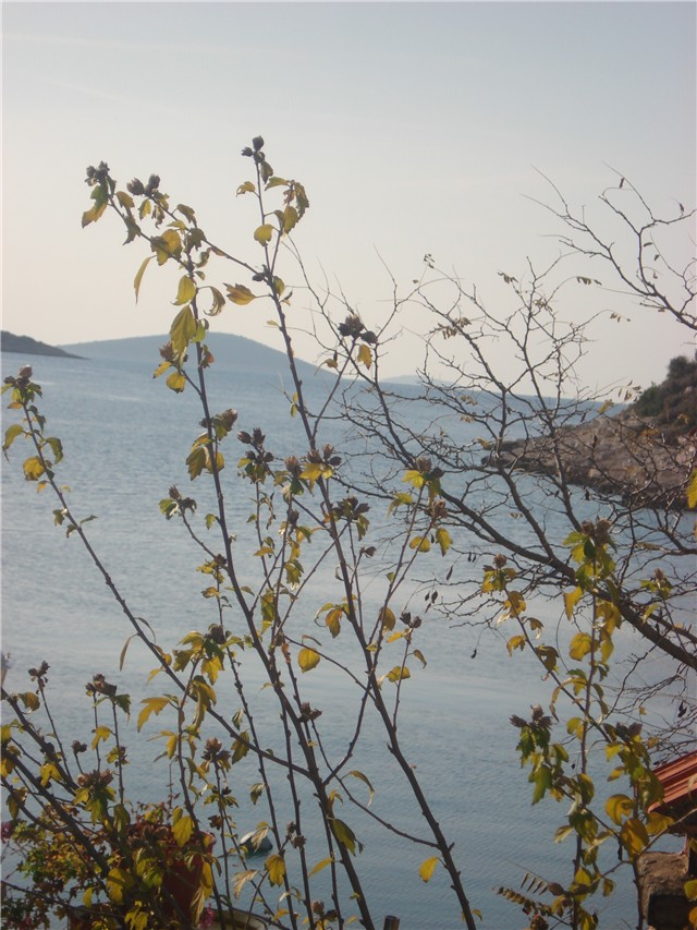 stablo