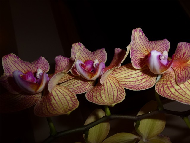orhideja rođendanska II