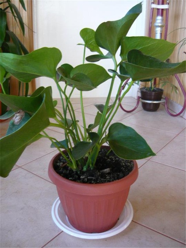 FLAMINGOV CVIJET,ANTHURIUM