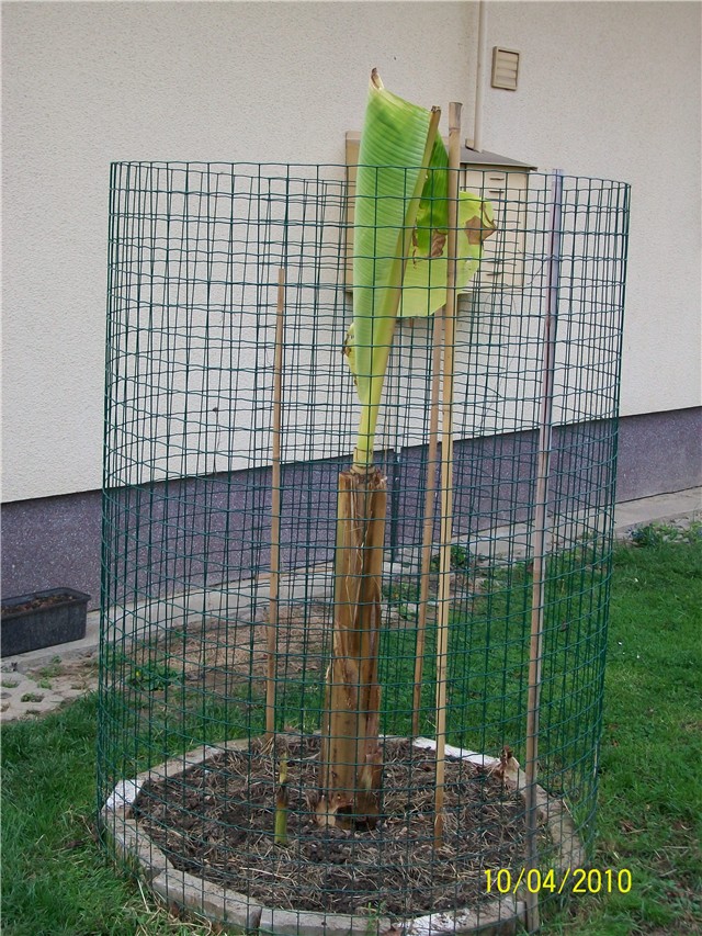 banana%20-%20lat.%20musa%20basjoo