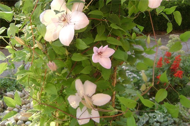 klematis