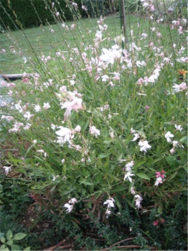 gaura