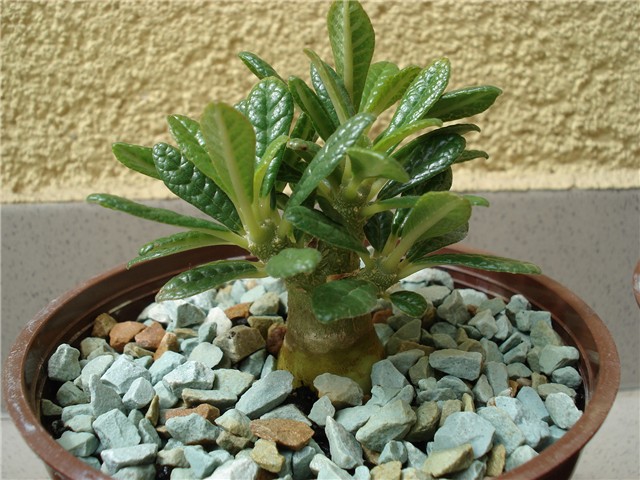 dorstenia gigas 6