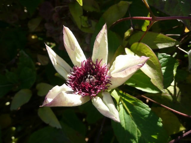 klematis
