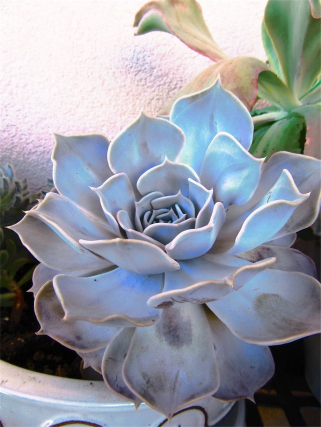 succulent 8
