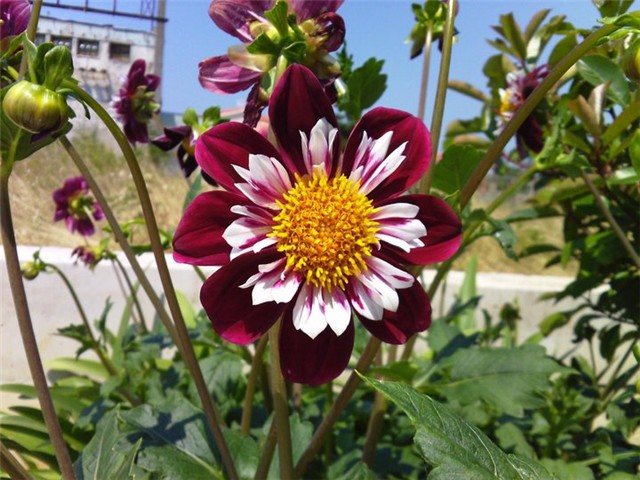 Dahlia mignon 