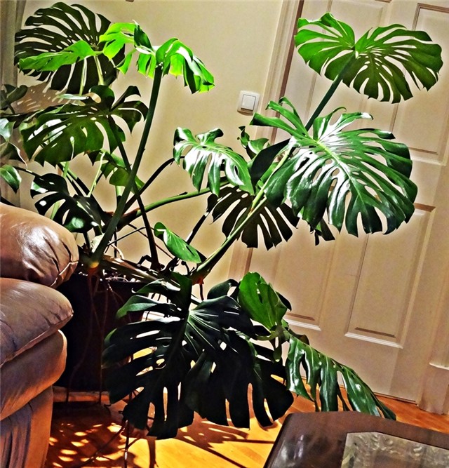 Philodendron