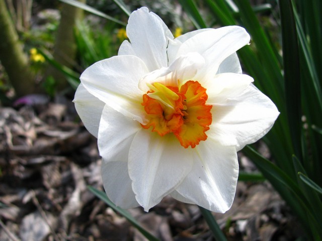 Narcissus 