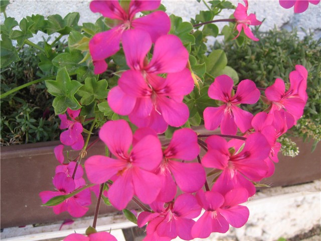 Pelargonije/4