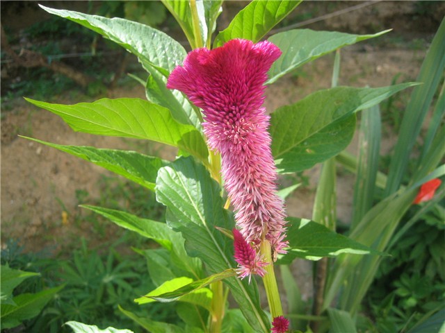 Celosia cristata 