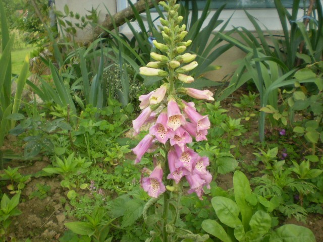 digitalis