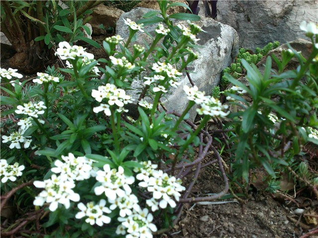 moj balkon