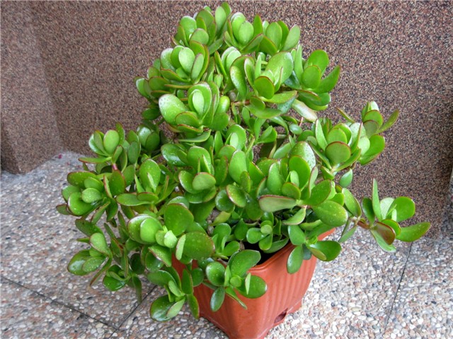 Crassula ovata