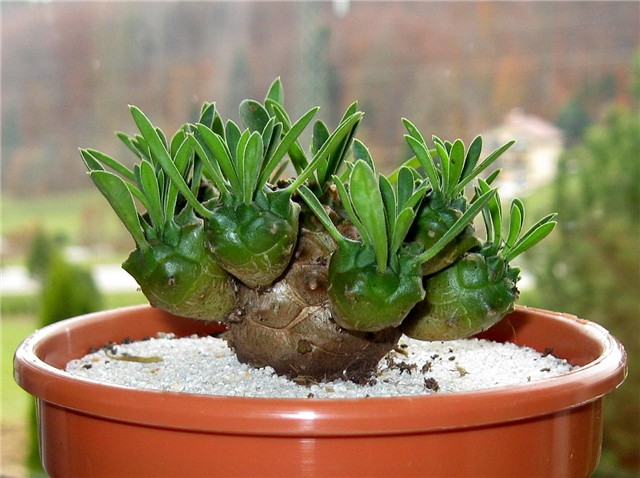 Euphorbia bupleurifolia x susannae