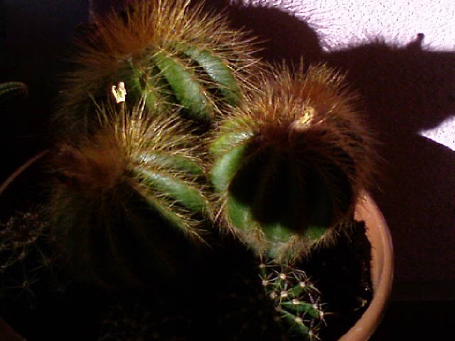 Kaktus (Eriocactus warassii)