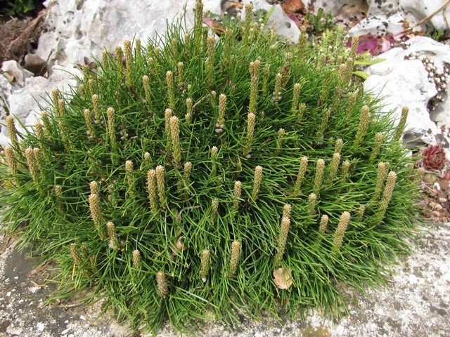 Pinus mugo 