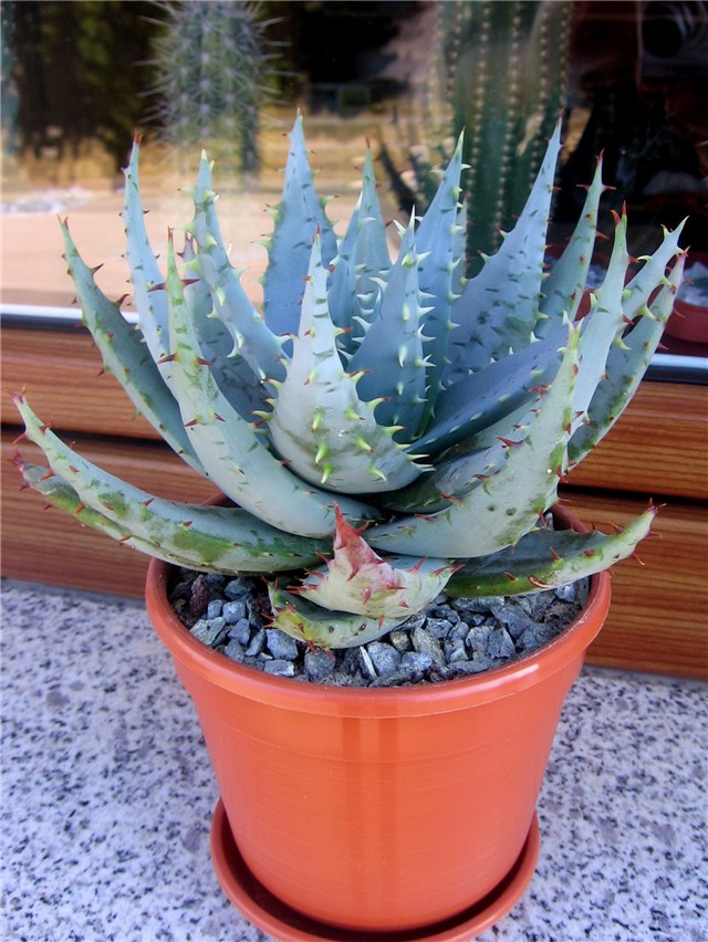 Aloe ferox